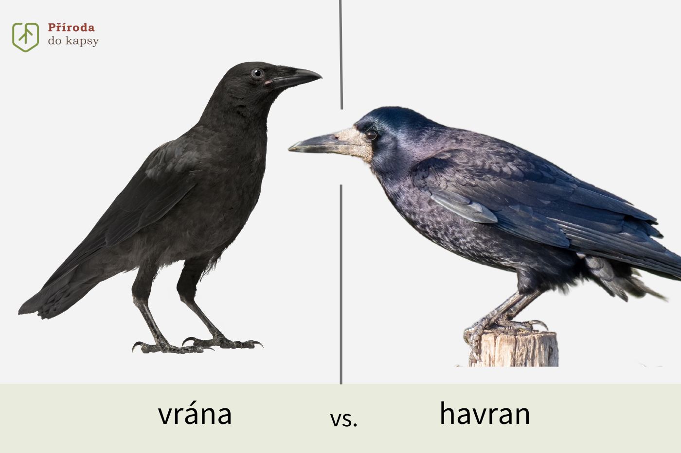rozpoznavani-prtactva-vrana-cerna-vs-havran (1)